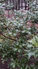 Osmanthus heterophyllus
