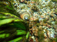 Pomacea paludosa