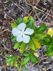 Catharanthus roseus image
