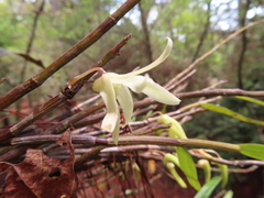 Dendrobium moniliforme