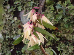 Dendrobium