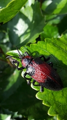 Coraliomela aeneoplagiata