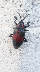 Coraliomela aeneoplagiata