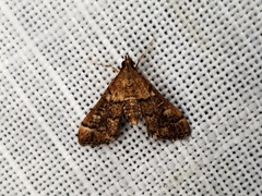Nacoleia oncophragma