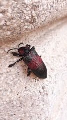 Coraliomela aeneoplagiata