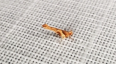 Pyroderces terminella