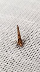 Pyroderces terminella