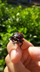 Coraliomela aeneoplagiata