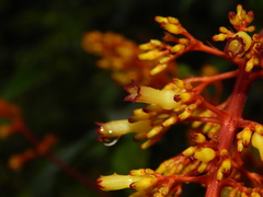 Palicourea triphylla