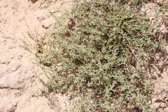 Atriplex pamparum