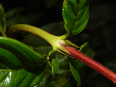 Palicourea triphylla