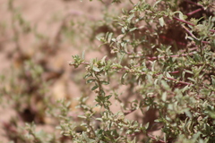 Atriplex pamparum