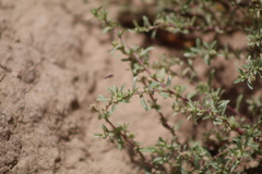 Atriplex pamparum