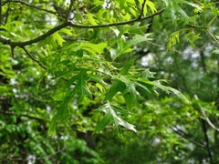 Quercus ellipsoidalis