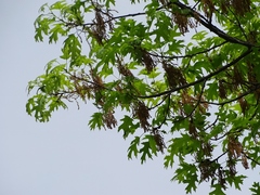 Quercus ellipsoidalis