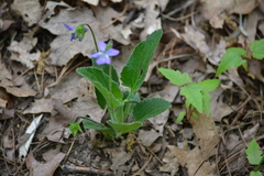 Viola fimbriatula