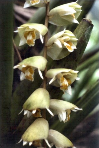 Moultonii Orchid