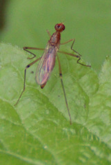 Compsobata