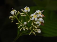 Palicourea acuminata