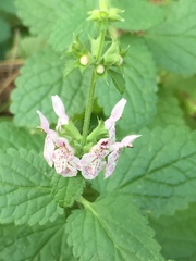 Stachys rigida rigida