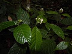 Palicourea acuminata