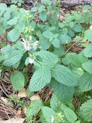 Stachys rigida rigida