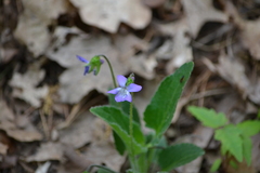 Viola fimbriatula