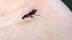 Stenomorphus