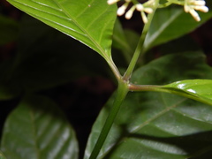 Palicourea acuminata