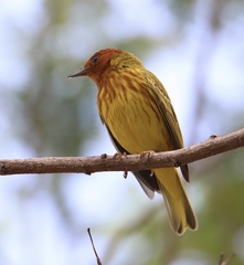 Setophaga petechia aequatorialis