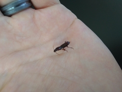 Stenomorphus