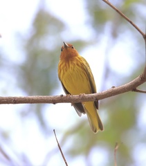 Setophaga petechia aequatorialis