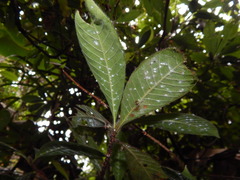 Duroia hirsuta
