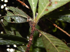 Duroia hirsuta