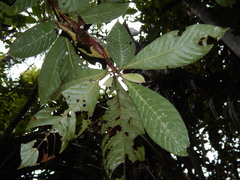Duroia hirsuta