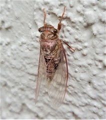 Neocicada hieroglyphica