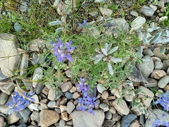 Lupinus altimontanus