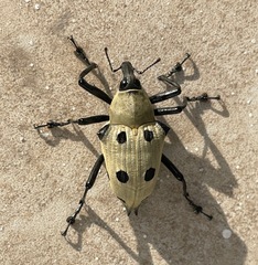 Cratosomus consularis