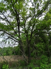 Quercus ellipsoidalis