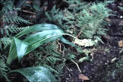 Pholidota ventricosa