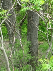 Quercus ellipsoidalis