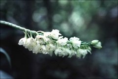 Pholidota ventricosa