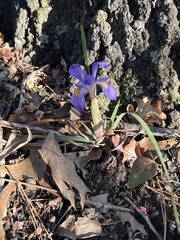 Iris verna smalliana