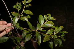 Psydrax odorata odorata