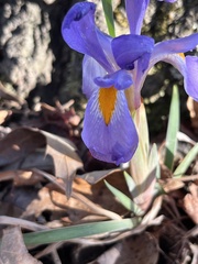 Iris verna smalliana