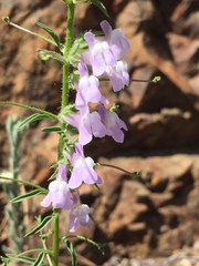 Sairocarpus vexillocalyculatus vexillocalyculatus