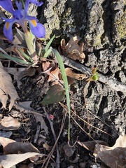 Iris verna smalliana