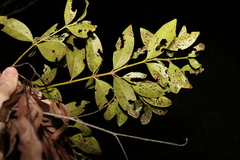 Psydrax odorata odorata