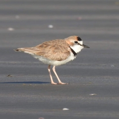 Charadrius collaris