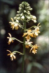 Calanthe kinabaluensis
